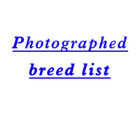 List of photographed breeds
