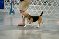 Beagles 13 inch