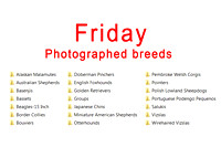 List of breeds photographed
