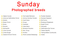 List of breeds photographed