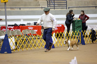 Terriers