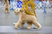 Soft Coated WheatenTerriers
