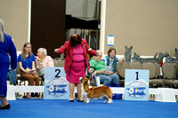 American Bred Dogs