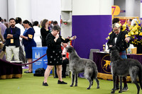 Scottish Deerhound