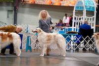 Borzoi