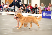 Photos of 658 GCH CH GOLDEN FINALE GODDESS FROM THE STARS