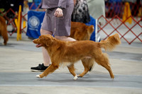 Nova Scotia Duck Tolling Retriever