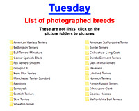 Tuesday photographed breeds