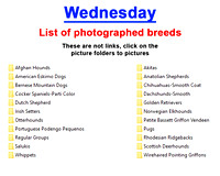 Wednesday photographed breeds