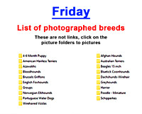 Friday  photographed breeds