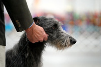 Scottish Deerhounds-photos