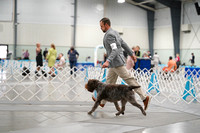 Wirehaired Pointing Griffons-photos