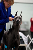 Best of Breed-photos