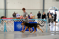 Bloodhounds-photos
