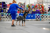 Bluetick Coonhounds-photos