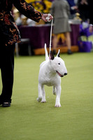 Bull Terriers-White