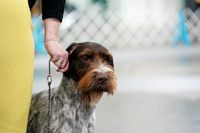 German Wirehaired Pointers-photos