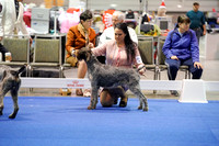German Wirehaired Pointers