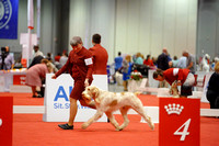 AKC Owner Handled Groups