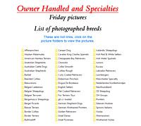 AKC Owner Handler Series and specialties-photos