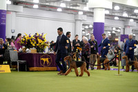 Airedale Terriers