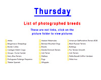 Thursday photographed breeds