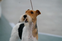 Fox Terriers-Wire