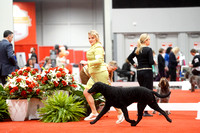 Curly Coated Retriever