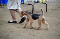 Lakeland Terrier