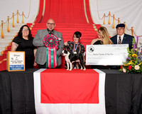 Boston Terrier of the year