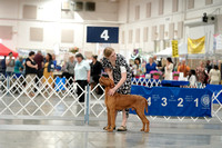 Wirehaired Vizslas