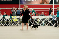 Bred By Exhibitor Puppies