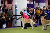 Anatolian Shepherd Dog