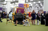 Bedlington Terriers