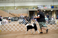 Canaan Dog