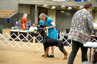 Doberman Pinscher