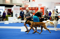 Rhodesian Ridgebacks