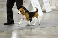 #5 15 inch Beagle -Pantaleon