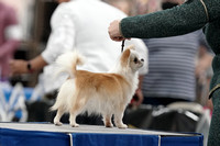 #16 Long Coat Chihuahua-Potts