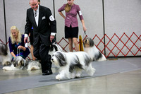 Polish Lowland Sheepdogs