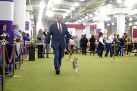 Italian Greyhounds