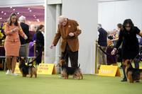 Australian Terriers