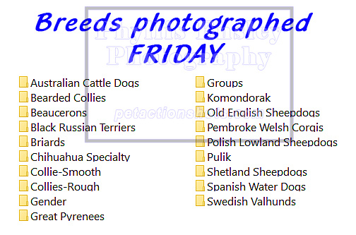 BREEDS PHOTOGRAPHED FRIDAY