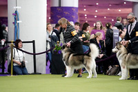 Alaskan Malamute