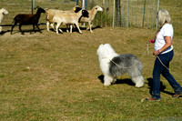 Herding Instinct Test-Sheep