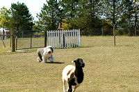 Herding Test Sheep