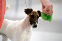 Fox Terrier Smooth