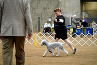 Bedlington Terrier