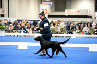 Flat-Coated Retriever