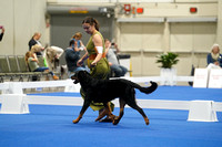 Beauceron